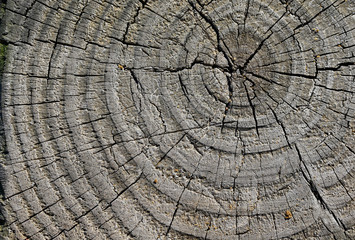 The old board as a background, the texture of the old tree