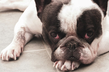  french bulldog relaxed on the floor
