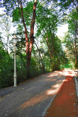 Fototapeta premium Forest road in a green foggy forest with sun rays in background.