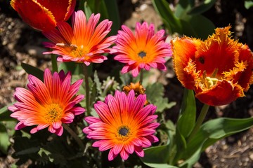 The sunset hues of pink and orange of the Arctotis 'Pink Sugar' (African Daisies), as well as its silvery foliage, lend visual appeal to the deep orange Crystal Beauty Fringed Double Late Tulips. 