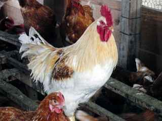 立派な鶏冠を持った白い雄鶏