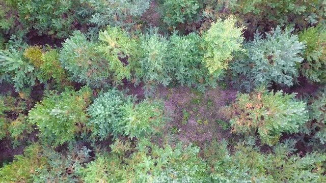 New Year's trees planted for felling for the holiday. New Year's Plantation. Aerial view.
