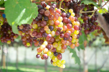 Bunch of green grapes on grapevine in vineyard.