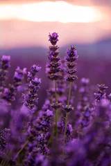 Foto op Canvas Close up Bushes of lavender purple aromatic flowers © .shock