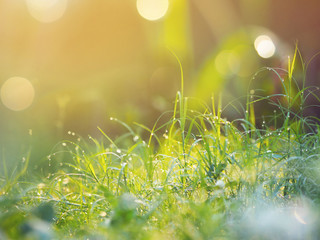 Obraz premium green leaves grass at field