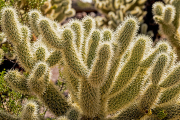 Sticky Cacti of the desert back lit by the evening sun.