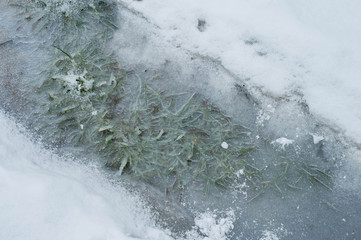 Green grass breaks through thick ice in winter