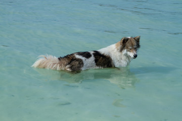 dog in the sea