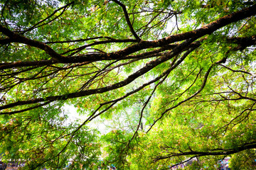 branches of a tree