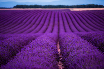 lavender field france
