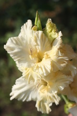 Fototapeta premium closeup of flower