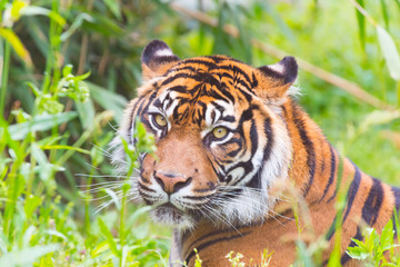 草むらのスマトラトラ