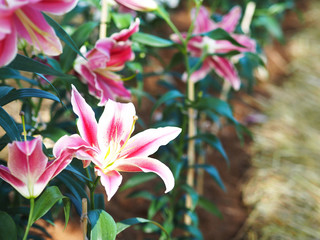 Fototapeta premium Close up Pink lily flower at farm.