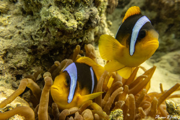 Fototapeta na wymiar Clownfish in the Red Sea Colorful and beautiful, Eilat Israel