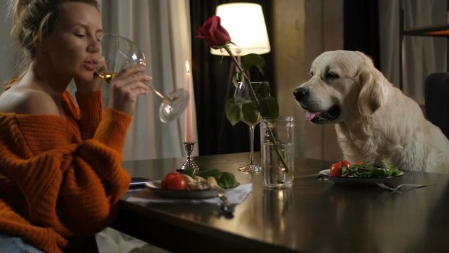 Charming woman drinking white wine giving thanks to labrador retriever dog for pleasant company during healthy romantic dinner in cozy atmosphere. Clever pet listening graceful female owner