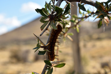 oruga marron con pelos sobre rama con espinas en macrofotografia