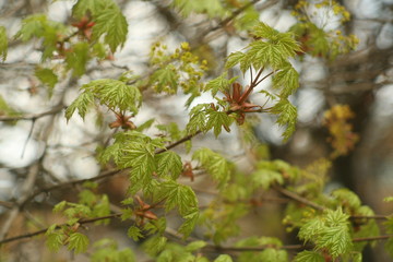 branch of a tree in spring