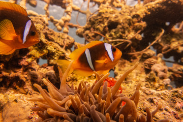 Clownfish in the Red Sea Colorful and beautiful, Eilat Israel