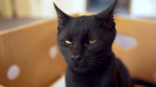 Black kitten portrait looking at camera