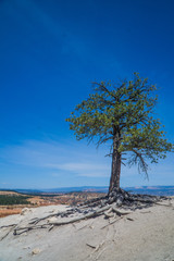 Obraz premium The Brice Canyon Tree