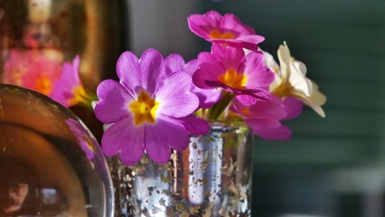 Lila Primeln nah in Glas vor schwarzem Hintergrund