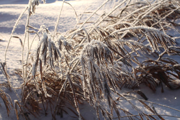 white sparkling frost of ice adorns the branches of dry grass in winter on a clear frosty day