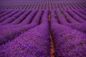 Naklejka premium lavender field france