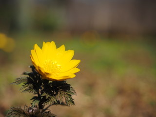 Adonis amurensis or pheasant's eye blooming in the field.