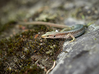 The lizard Lacerta viridis sits on a stone.