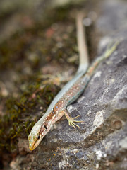 The lizard Lacerta viridis sits on a stone.