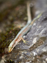 The lizard Lacerta viridis sits on a stone.