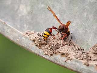 A large wasp Eumenes builds a nest from the ground.