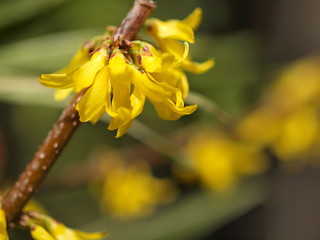 レンギョウの花