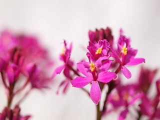 Obraz premium エピデンドラムの花