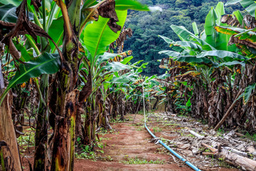 Plantação de Bananeira
