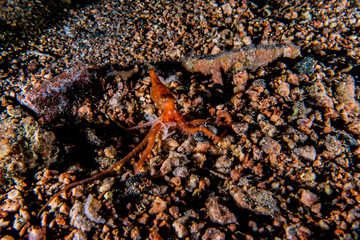 Octopus king of camouflage in the Red Sea, eilat israel 
