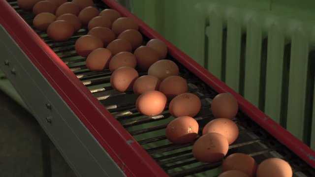 egg factory chicken packaging