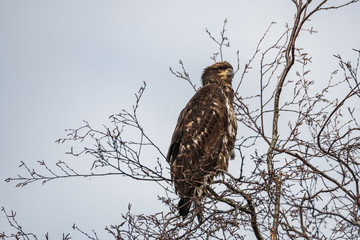 young Bald eagle perched in a tree against a bright blue sky.