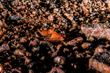 Octopus king of camouflage in the Red Sea, eilat israel 