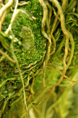 moss on the rocks and branches in the forest