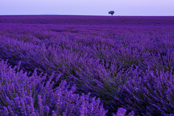 colorful sunset at lavender field