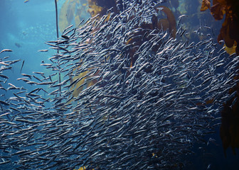 fish swimming together