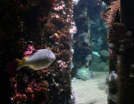 fish swimming near pillars