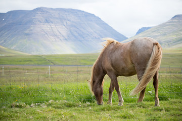 Fototapeta na wymiar Scenic view of Icelandic horse in Iceland, Summertime, Travel Destinations Concept 