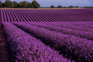 Fototapeta na wymiar lavender field france