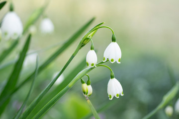 スノードロップ