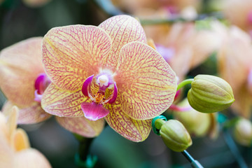 Orchid flower in orchid garden at winter or spring day for beauty and agriculture concept design. Phalaenopsis orchid. - obrazy, fototapety, plakaty