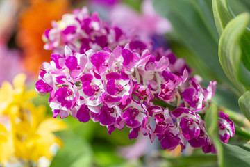 Orchid flower in orchid garden at winter or spring day for postcard beauty and agriculture idea...