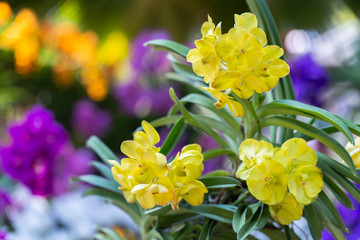 Orchid flower in orchid garden at winter or spring day for beauty and agriculture concept design....