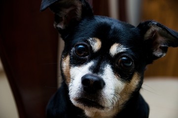 Curious dog looking at the camera